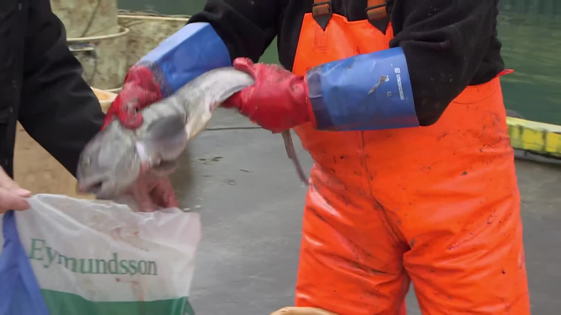 Habitats Of The World: "High Arctic"