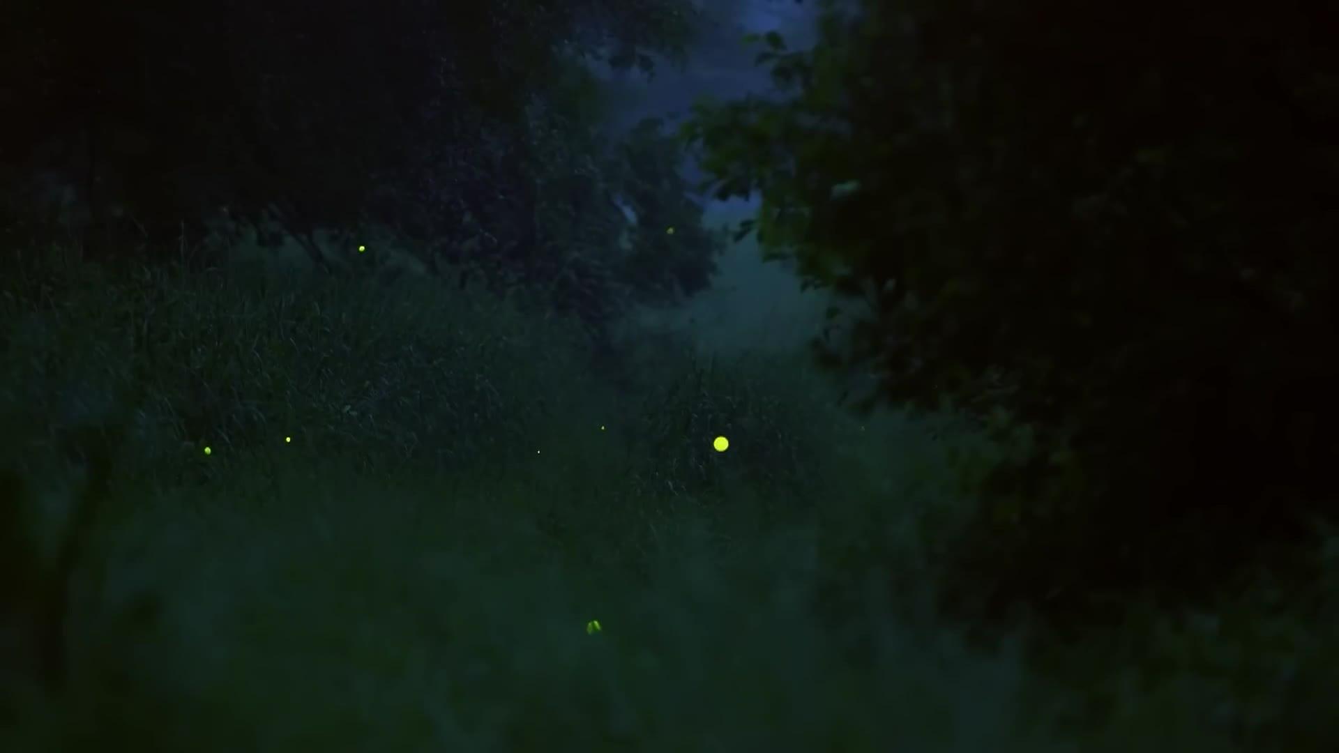 Thumbnail image for David Attenborough's Light On Earth