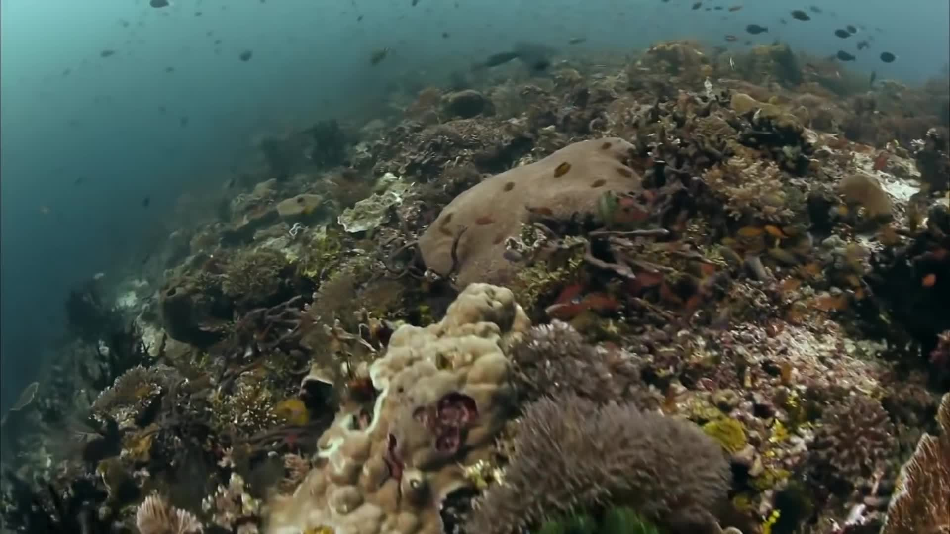 Phantoms Of Evolution - The Unknown Underwater Predators