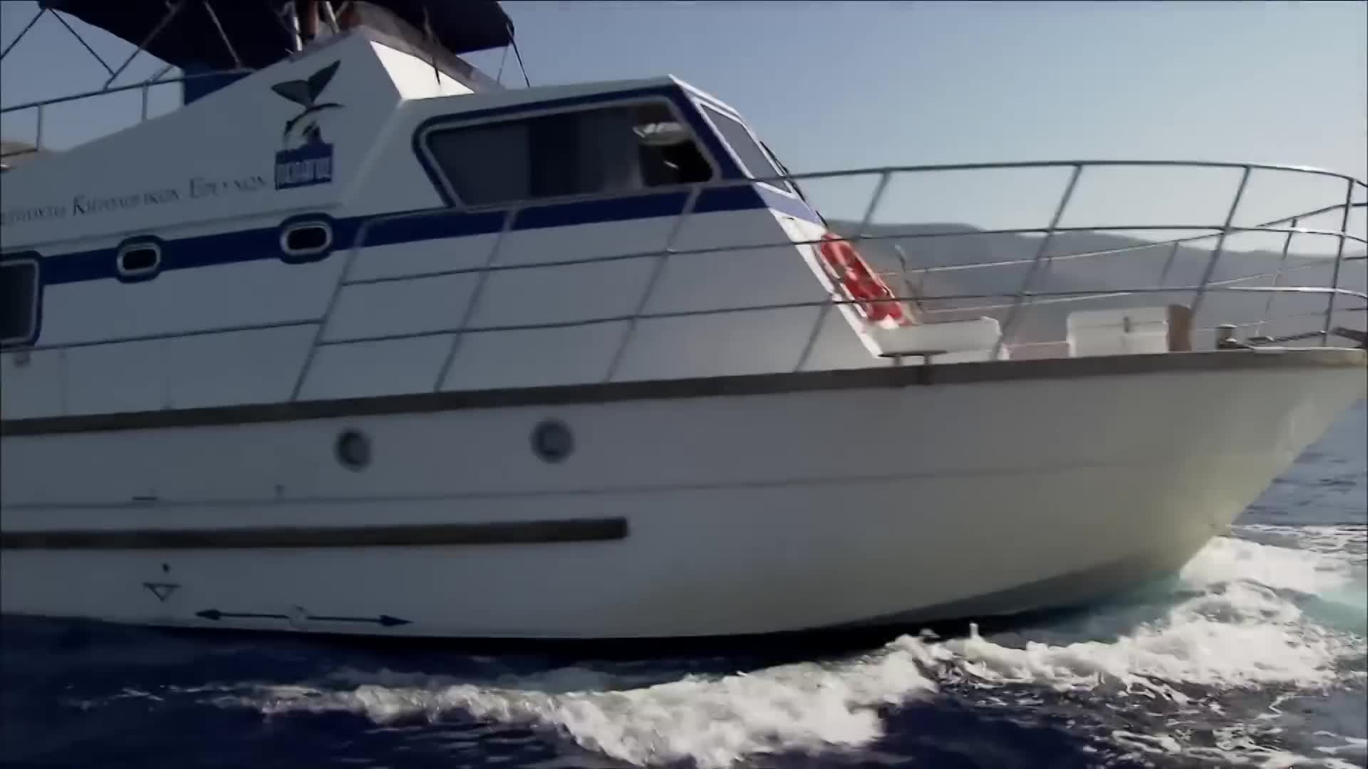 Ocean Stories: "The Fascinating World Of Life Underwater"