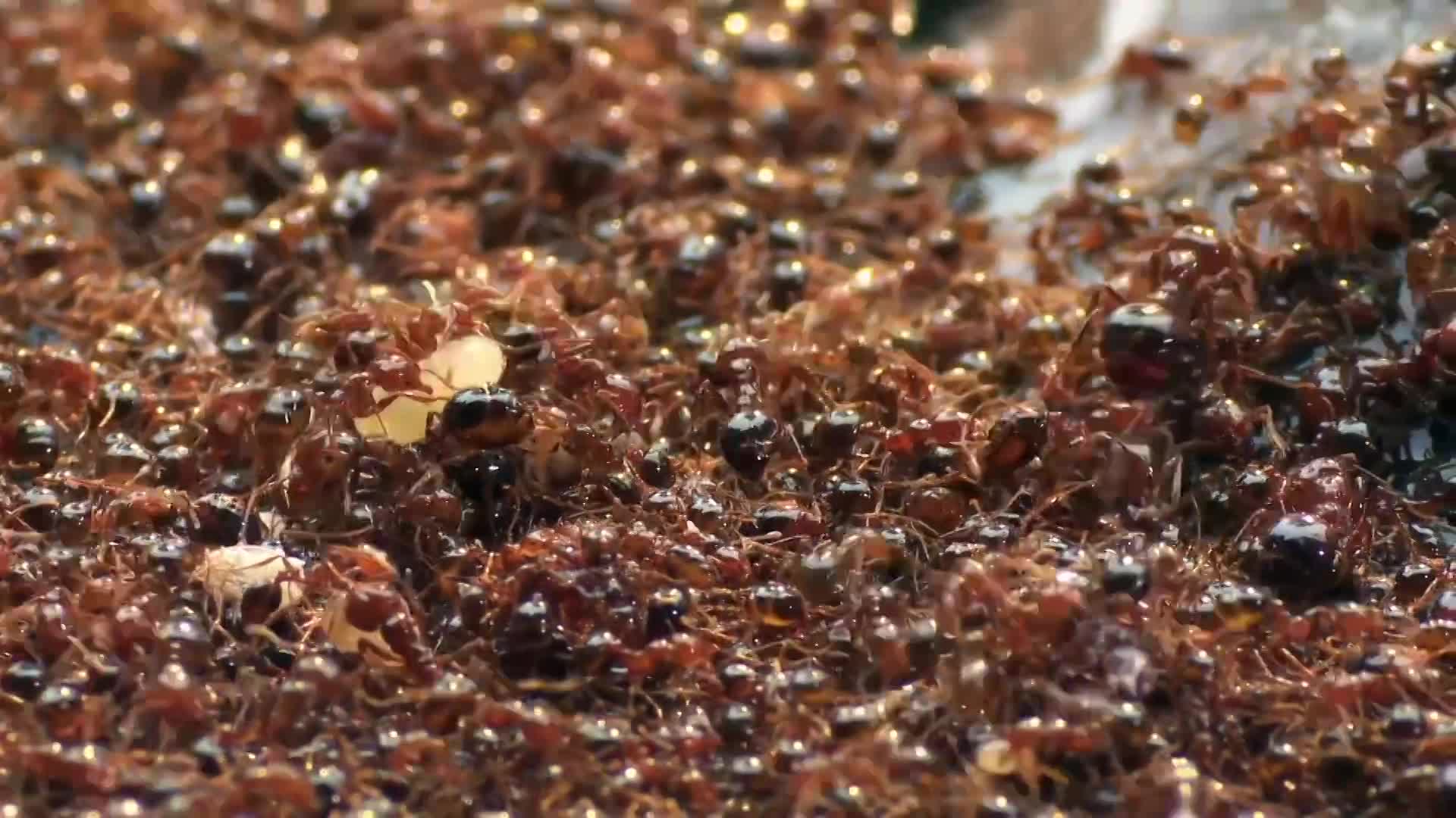 Thumbnail image for Fire Ants: "Most Successful Creature That Has Ever Lived"