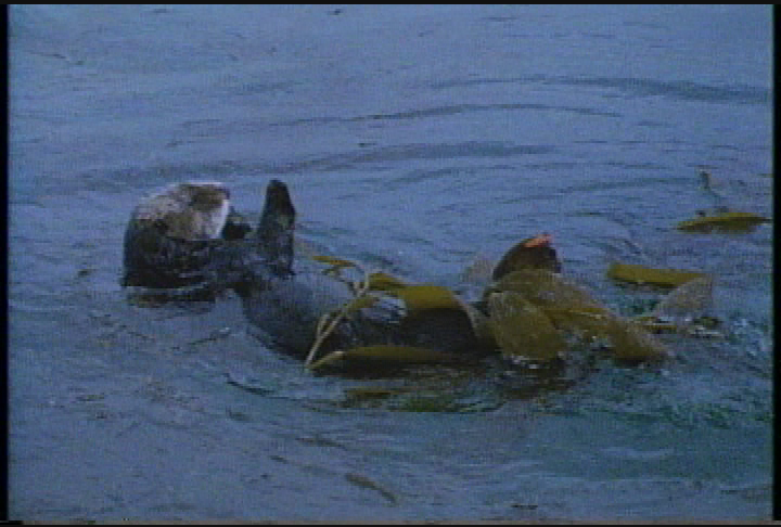 Thumbnail image for Access Classic Library: 'Parks Under The Sea (1987)'