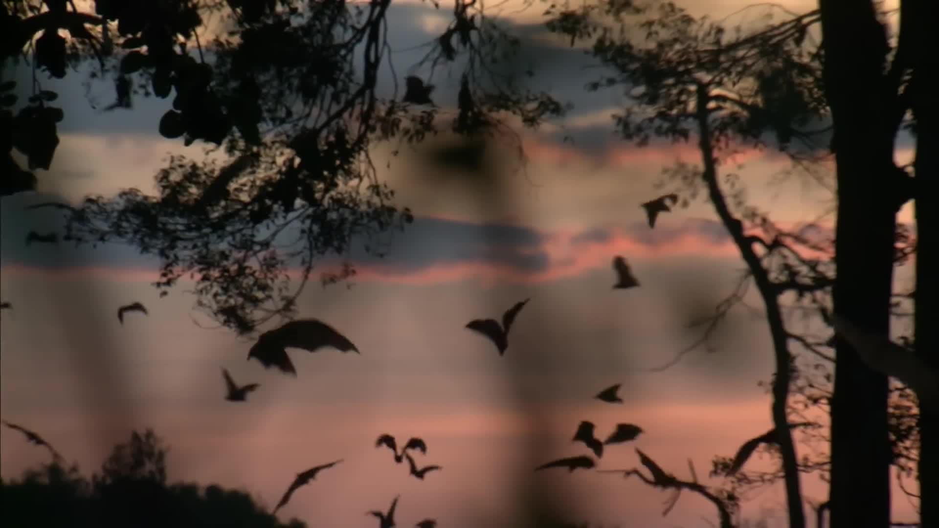 Wild Congo: "Part 1 - River Of Monsters"