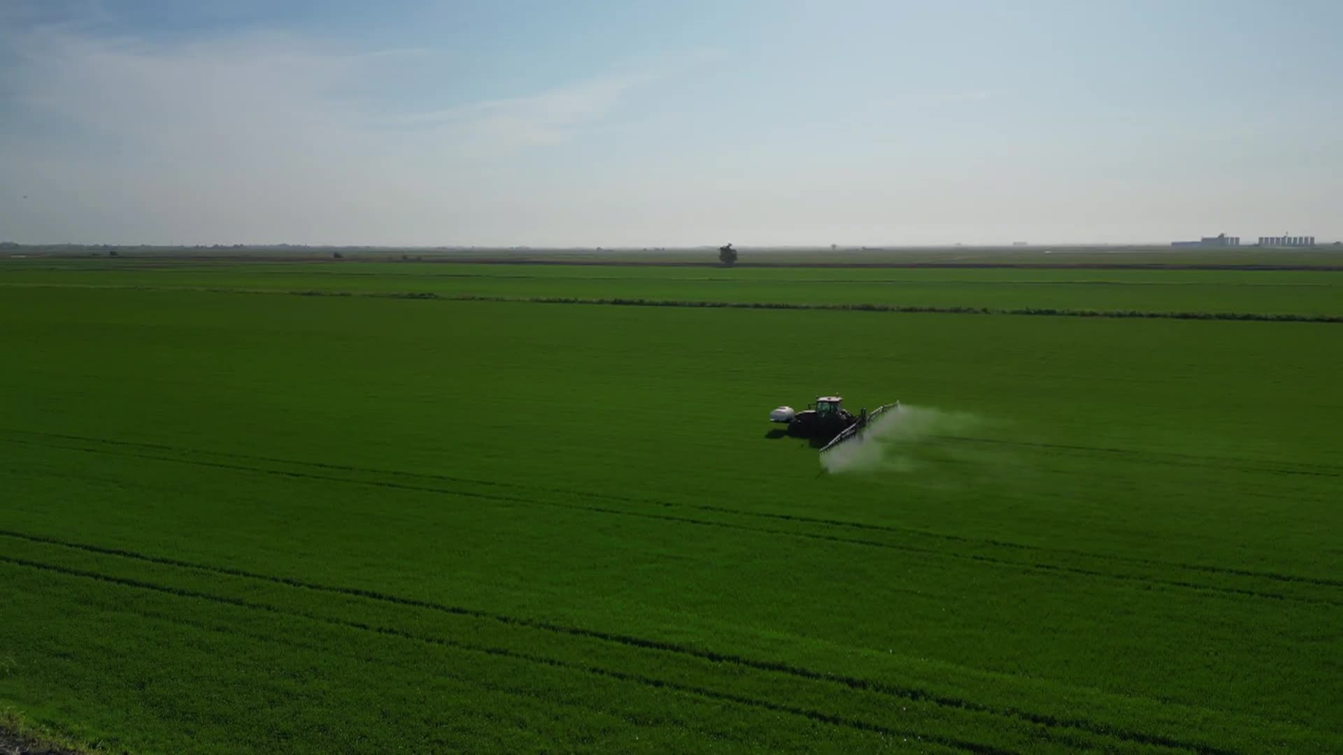 A Year Of Rice In Sacramento Valley